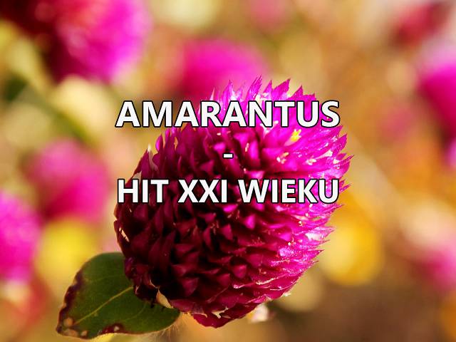 Amarantus – hit XXI wieku